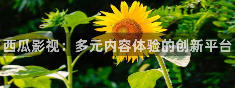 樱花影视app下载